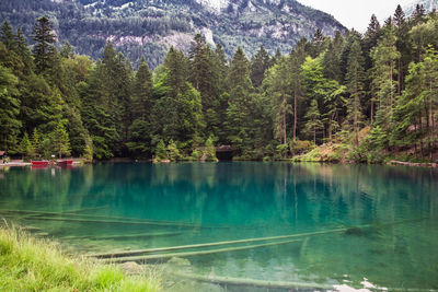 Scenic view of lake amidst trees in forest