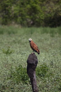 Closeup portrait of black-collared hawk busarellus nigricollis sitting on mound pantanal, brazil.