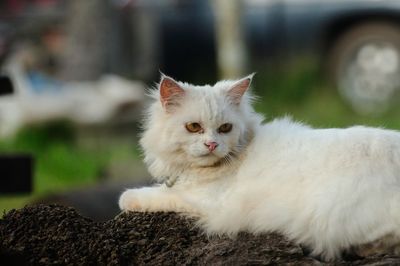 Close-up portrait of a cat