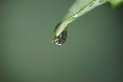 Close-up of water drop on leaf