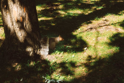 Shadow of tree on grass in forest