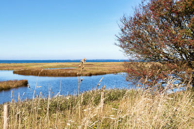 Scenic view of lake against clear sky