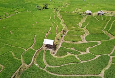 High angle view of agricultural field