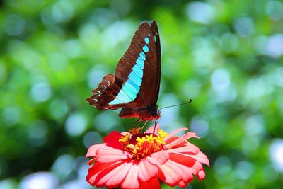 Close-up of butterfly on flower