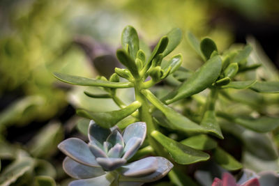 Close-up of green plant