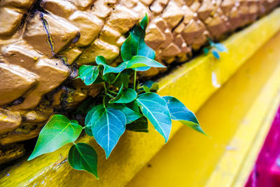 High angle view of fresh green leaf