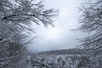 Low angle view of bare trees against sky