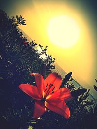 Close-up of flowers blooming at sunset