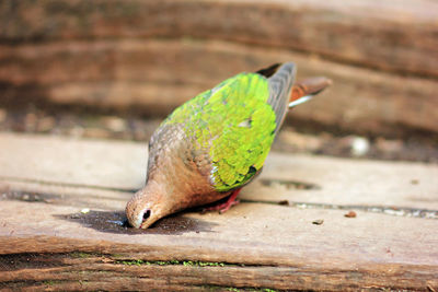 Close-up of parrot perching on wood