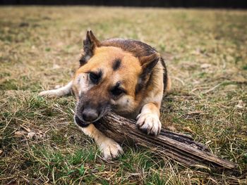 German shepherd chewing a wooden stick