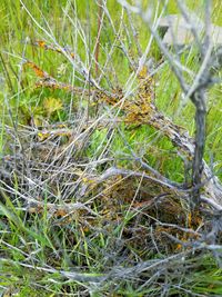 Close-up of plants