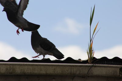 Low angle view of birds perching on cable against sky