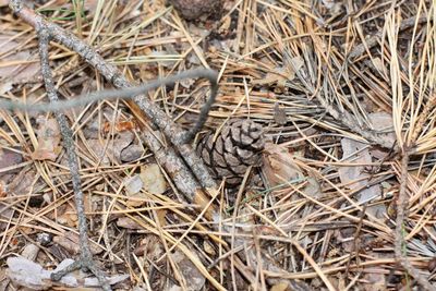 High angle view of lizard