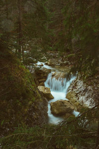 Scenic view of waterfall in forest