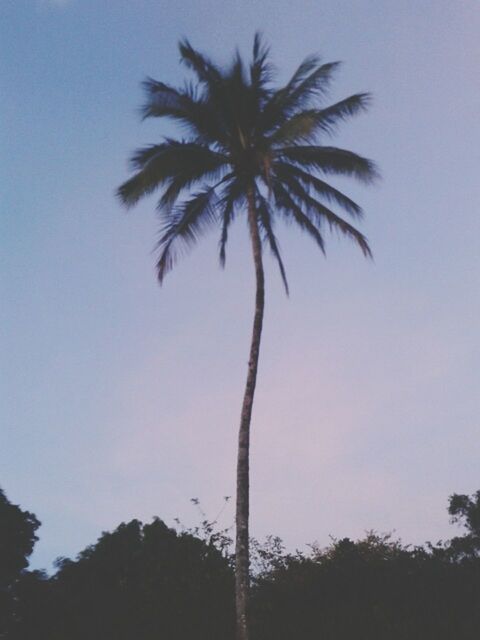 tree, palm tree, low angle view, growth, sky, silhouette, tree trunk, tranquility, nature, beauty in nature, tall - high, clear sky, scenics, tranquil scene, no people, outdoors, branch, day, dusk, copy space