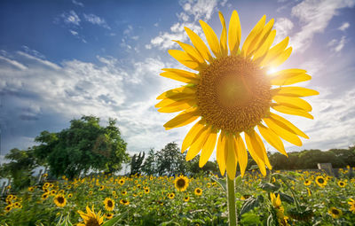 Close-up of sunflower on field against sky