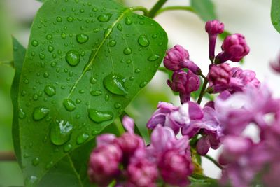 Close-up of wet purple flowering plant during rainy season
