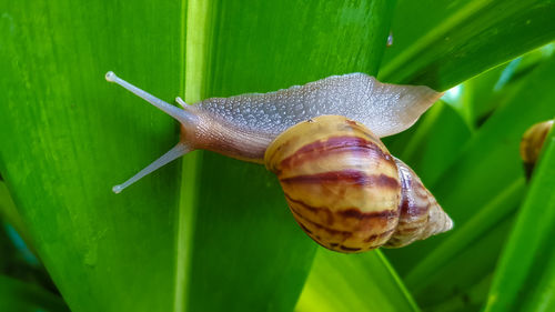 Close-up of snail on leaf