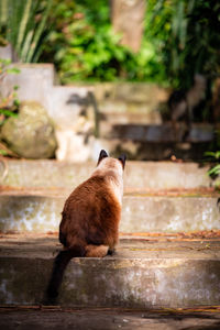 Cute siamese cat, sleepy outdoors with green vegetation, feline animals.