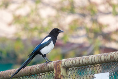 Bird perching on a fence