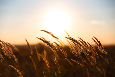 Close-up of stalks in field against bright sun