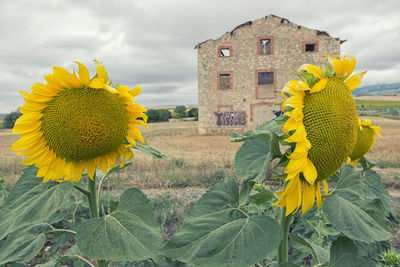 Close-up of yellow sunflower against sky