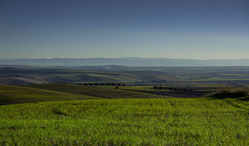 Scenic view of agricultural field against sky