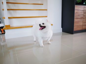 White dog sitting on tiled floor at home