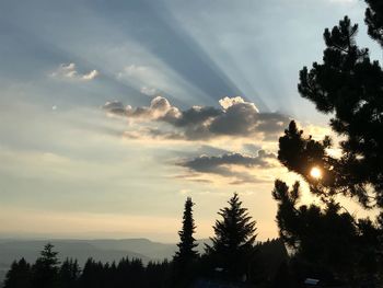 Low angle view of silhouette trees against sky during sunset