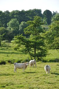 Horses standing in a field