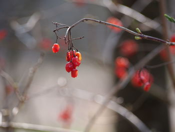 Close-up of red berries growing on plant