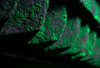 Close-up of moss growing on tree trunk