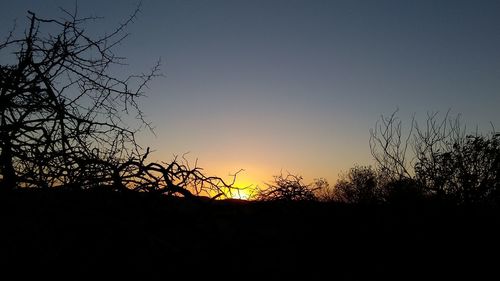 Silhouette plants against sky during sunset