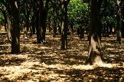 Trees in forest