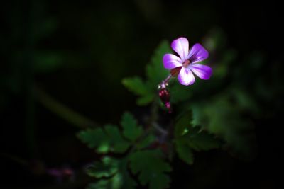 Close-up of pink flowers