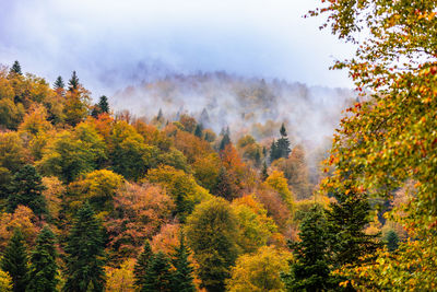 Trees in forest against sky