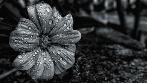 Close-up of wet flower blooming outdoors