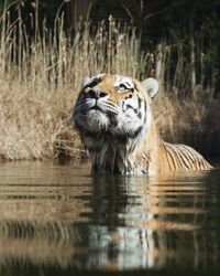 Tiger water