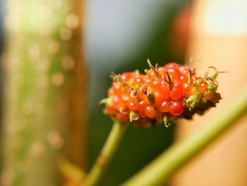 Close-up of red flower on plant