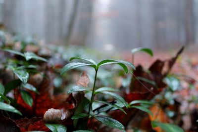 Close-up of flowering plant
