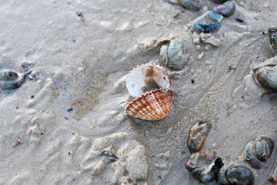 High angle view of seashells on beach