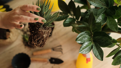 Transplanting flowers into another pot, the hands of a gardener's girl in work gloves