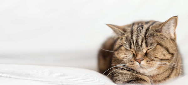 Tabby cat sleeps on the bed. gray background, copy space