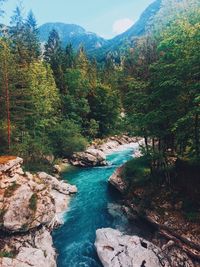 Scenic view of river amidst trees in forest