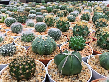 Full frame shot of succulent plants