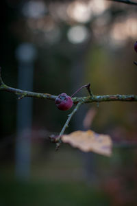 Close-up of berries growing on tree