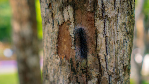 Close-up of butterfly on tree trunk