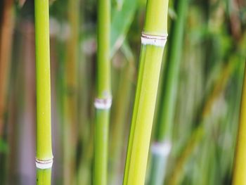 Close-up of bamboo plants growing outdoors