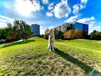 Dog standing in a field