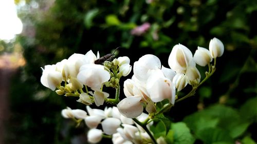 Close-up of white flowering plant